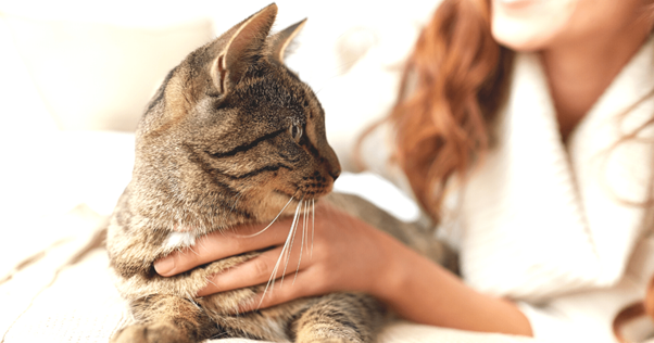 le chat se souche avec les pattes alongées