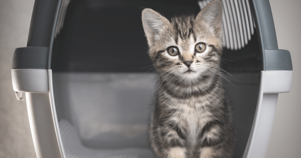 feliway como entrenar a tu gato con el transportin