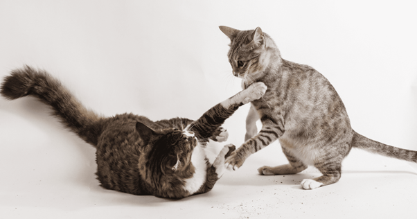 conflits entre chats