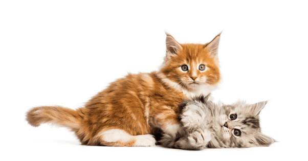 réduction des tensions entre chats pour qu'ils s'aiment