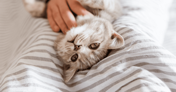 les chats sont des maniaque de la propreté