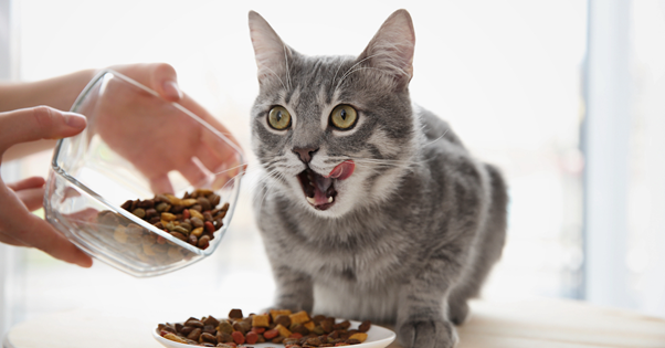 tous les chats n'aiment pas forcément manger ensemble