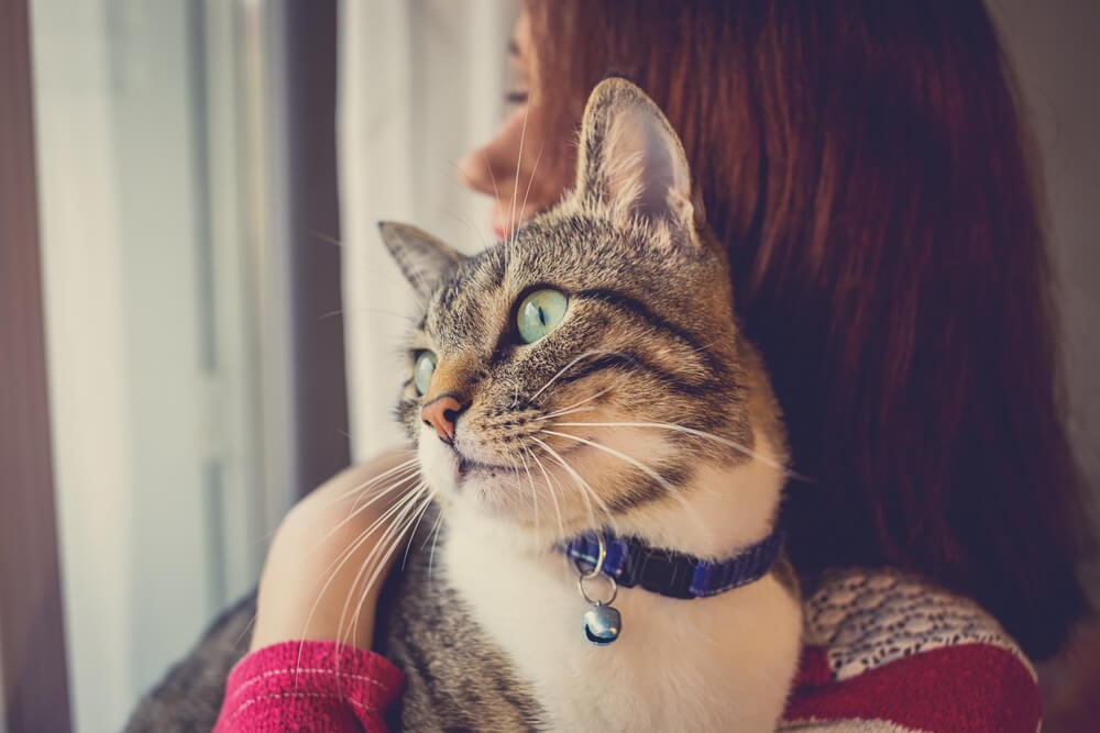 Pet sitter ou hotelzinho: onde deixar o gato quando viajar?