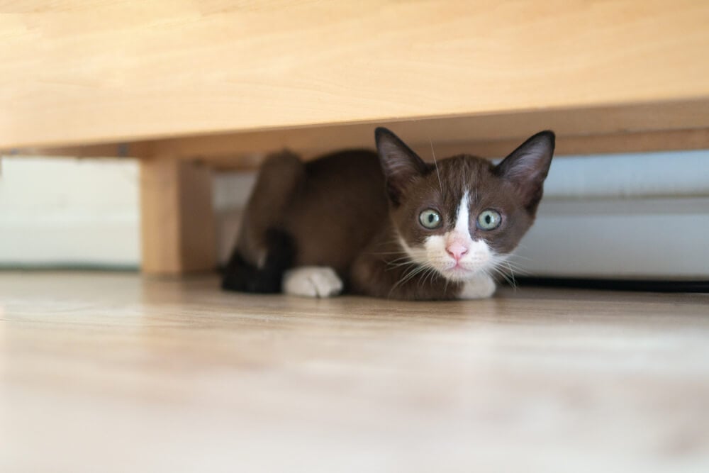kitten hiding under furniture