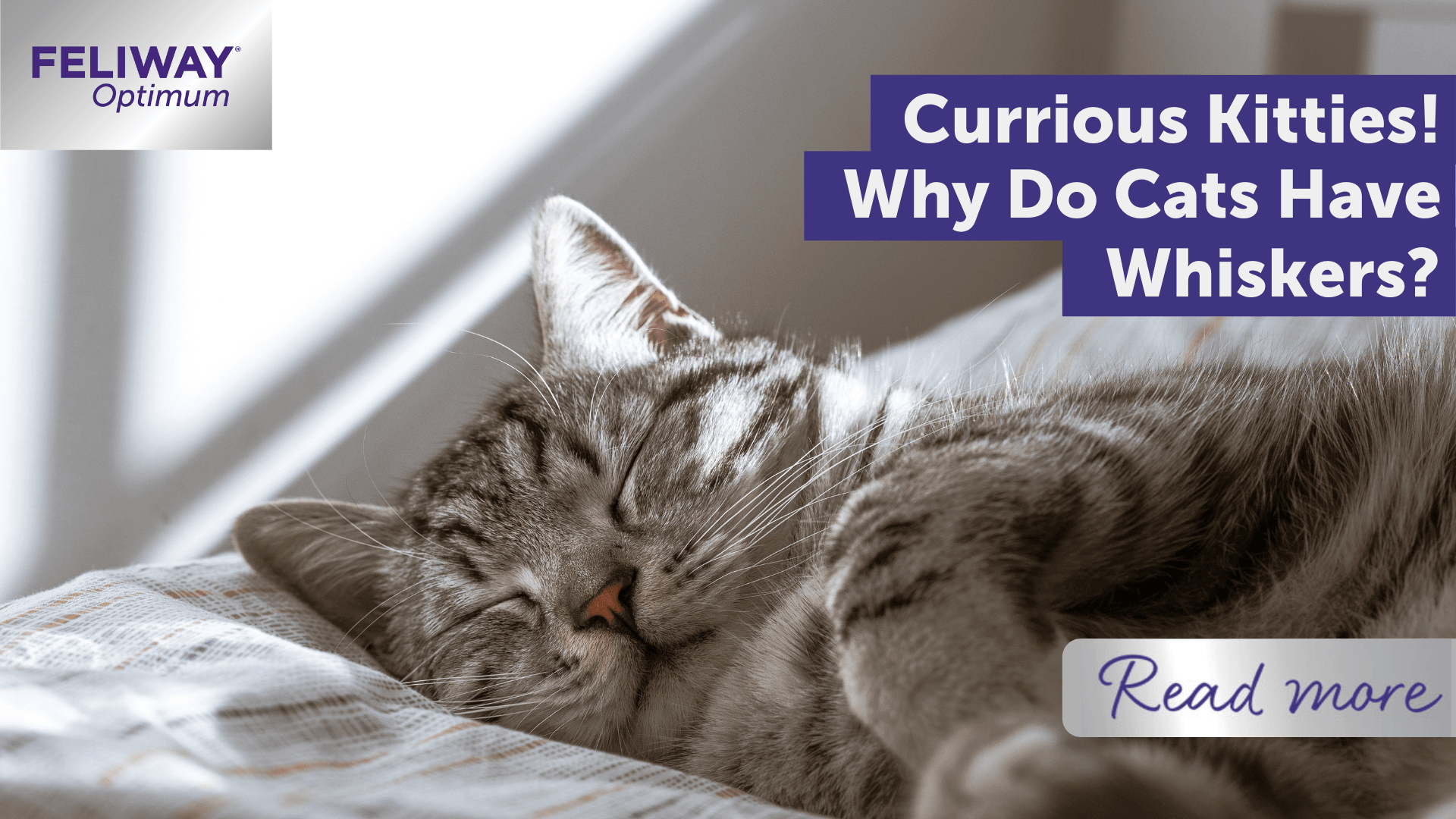 Curious Kitties! Why Do Cats Have Whiskers?